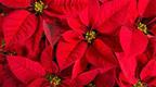 Poinsettia