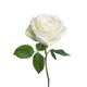 white rose
